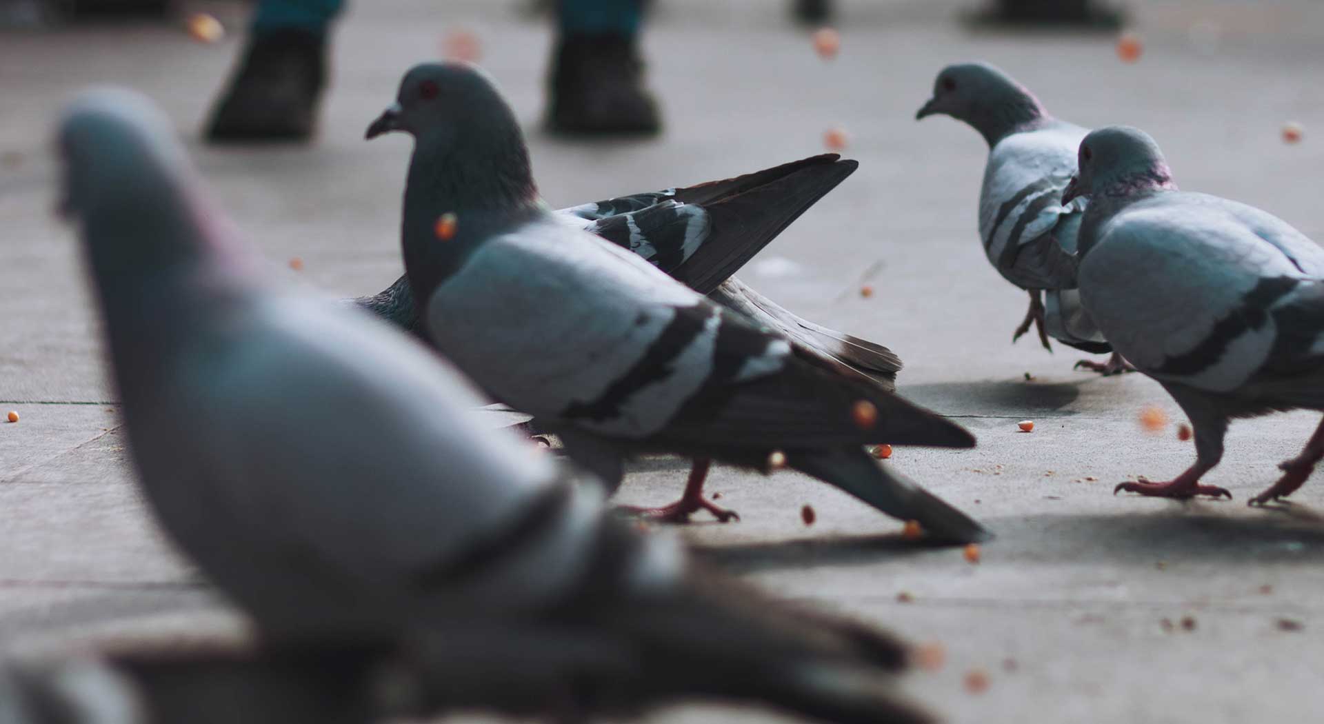 Кормите голубей за усопших. Чем можно заразиться от птиц на улице.